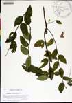 000178059-thumbnail.jpg