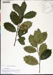 000178068-thumbnail.jpg