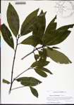 000178070-thumbnail.jpg