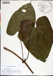 Dioscorea