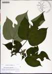 Broussonetia
