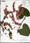 000178212-thumbnail.jpg