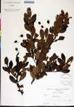 Ilex