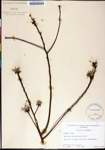 Sassafras