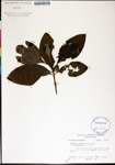 Sassafras
