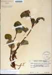 Begonia
