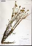 Helenium