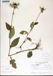 000181774-thumbnail.jpg