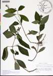 000182802-thumbnail.jpg