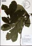 000182976-thumbnail.jpg
