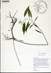 Asclepias