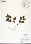 000184240-thumbnail.jpg
