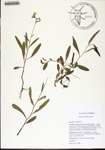 000184243-thumbnail.jpg
