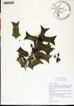 Ilex