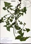 000184251-thumbnail.jpg