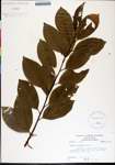 000184275-thumbnail.jpg