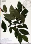 000184391-thumbnail.jpg