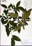 000184392-thumbnail.jpg