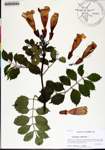 000184513-thumbnail.jpg