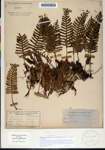 000184839-thumbnail.jpg