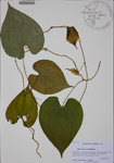 000185943-thumbnail.jpg