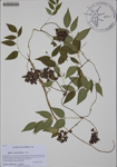 000185946-thumbnail.jpg