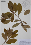 000185978-thumbnail.jpg
