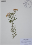 000186006-thumbnail.jpg