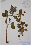000186042-thumbnail.jpg