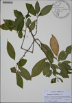 000186121-thumbnail.jpg