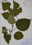 000186155-thumbnail.jpg