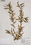 000186210-thumbnail.jpg