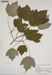 000186216-thumbnail.jpg