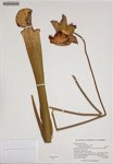 000186224-thumbnail.jpg