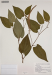 Saururus