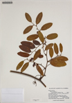 000186237-thumbnail.jpg