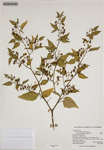 000186246-thumbnail.jpg