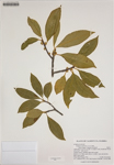 000186255-thumbnail.jpg