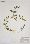 000186287-thumbnail.jpg