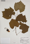 000186308-thumbnail.jpg