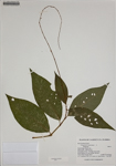 000186338-thumbnail.jpg