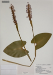 000186342-thumbnail.jpg