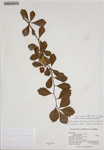 000186361-thumbnail.jpg