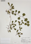 000186366-thumbnail.jpg