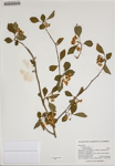000186367-thumbnail.jpg