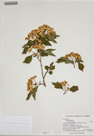 000186368-thumbnail.jpg