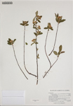 000186371-thumbnail.jpg