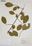 000186376-thumbnail.jpg
