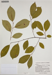 000186377-thumbnail.jpg