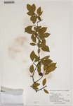 000186379-thumbnail.jpg